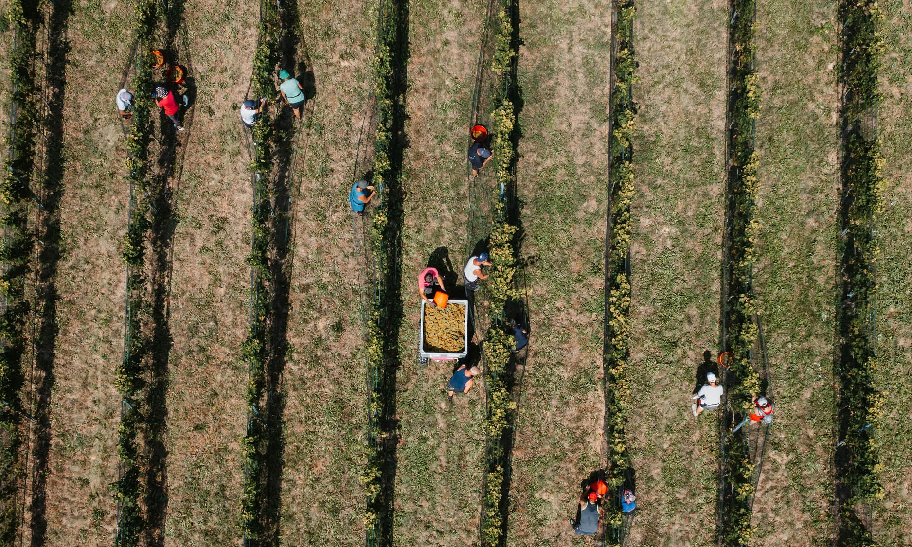 Winery Tschermonegg detail